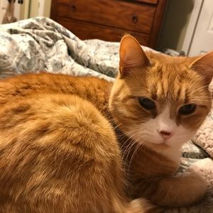 Meet your Posher, Kim